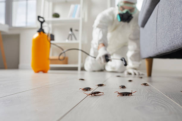 Commercial Rodent Management in Branson